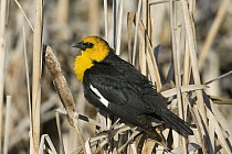 Yellow-headed Blackbird (Xanthocephalus xanthocephalus) male on cattails, western Montana
