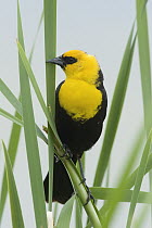Yellow-headed Blackbird (Xanthocephalus xanthocephalus) male, western Montana