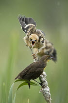 Yellow-headed Blackbird (Xanthocephalus xanthocephalus) chick begging for food from female, western Montana