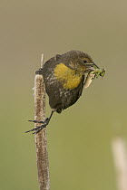 Yellow-headed Blackbird (Xanthocephalus xanthocephalus) female with insect prey, western Montana