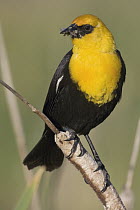 Yellow-headed Blackbird (Xanthocephalus xanthocephalus) male with insect prey, western Montana