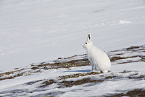 Arctic Hare (Lepus arcticus), Banks Island, Canada
