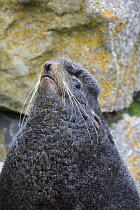 Northern Fur Seal (Callorhinus ursinus) bull, Pribilof Islands, Alaska