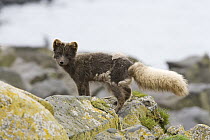 Arctic Fox (Alopex lagopus) molting, Pribilof Islands, Alaska