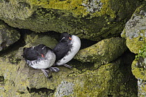 Parakeet Auklet (Cyclorrhynchus psittacula) pair on cliff, Pribilof Islands, Alaska