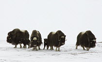 Muskox (Ovibos moschatus) group in defensive line, Banks Island, Canada