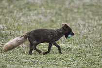 Arctic Fox (Alopex lagopus) carrying egg, Banks Island, Canada