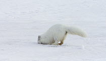 Arctic Fox (Alopex lagopus) hunting prey under the snow, Banks Island, Canada. Sequence 1 of 3