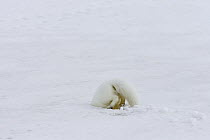 Arctic Fox (Alopex lagopus) hunting prey under the snow, Banks Island, Canada, Sequence 2 of 3