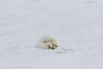 Arctic Fox (Alopex lagopus) hunting hunting prey under the snow, Banks Island, Canada. Sequence 3 of 3