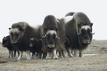 Muskox (Ovibos moschatus) group in defensive circle, Banks Island, Canada