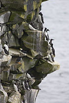 Common Murre (Uria aalge) group on cliff with Horned Puffin (Fratercula corniculata) pair, Pribilof Islands, Alaska