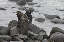 Northern Fur Seal (Callorhinus ursinus) bulls displaying, Pribilof Islands, Alaska