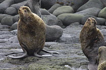 Northern Fur Seal (Callorhinus ursinus) bulls displaying, Pribilof Islands, Alaska