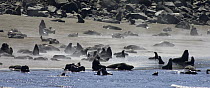 Northern Fur Seal (Callorhinus ursinus) rookery, Pribilof Islands, Alaska