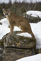 Mountain Lion (Puma concolor) sitting on rock, Montana