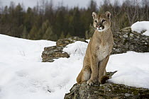 Mountain Lion (Puma concolor) sitting on rock, Montana