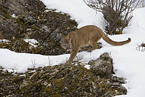 Mountain Lion (Puma concolor) walking, Montana
