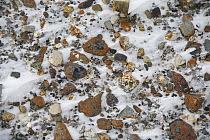 Lichen covered rocks, Banks Island, Canada