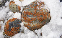 Lichen covered rocks, Banks Island, Canada