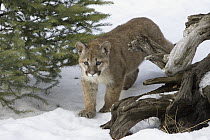 Mountain Lion (Puma concolor) cub in snow, Montana