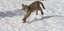Mountain Lion (Puma concolor) cub running, Montana