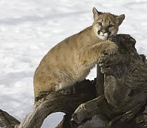 Mountain Lion (Puma concolor) cub on tree stump, Montana