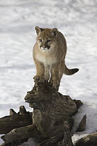 Mountain Lion (Puma concolor) cub on tree stump, Montana