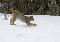 Canada Lynx (Lynx canadensis) stretching, Montana