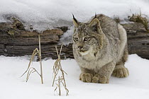 Canada Lynx (Lynx canadensis), Montana