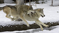 Timber Wolf (Canis lupus) pair jumping over log, Montana