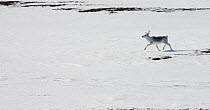 Peary Caribou (Rangifer tarandus pearyi) running, Banks Island, Canada