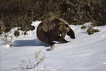 Grizzly Bear (Ursus arctos horribilis) chasing Arctic Ground Squirrel (Spermophilus parryii), Denali National Park and Preserve, Alaska