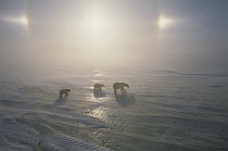 Polar Bear (Ursus maritimus) mother and cubs walking on ice field with sundog, Canada