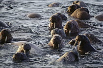 Pacific Walrus (Odobenus rosmarus divergens) group in water, Alaska