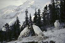 Dall's Sheep (Ovis dalli) rams head butting to determine breeding rights for females, Brooks Range, Alaska