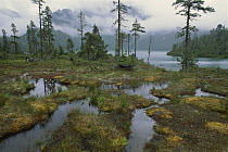 Muskeg wetland with boreal forest in fog, Southeast Alaska