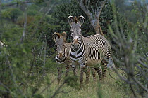 Grevy's Zebra (Equus grevyi) mother and foal, Loisaba, Laikipia Plateau, Kenya