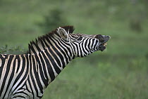 Burchell's Zebra (Equus burchellii) male flehming, Sabi-sands Game Reserve, South Africa