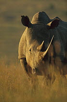 White Rhinoceros (Ceratotherium simum), Itala Game Reserve, South Africa
