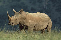 White Rhinoceros (Ceratotherium simum), Itala Game Reserve, South Africa