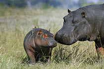 Hippopotamus (Hippopotamus amphibius) mother and calf, Khwai River, Botswana