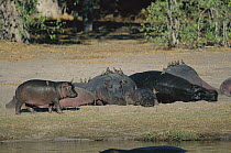 Hippopotamus (Hippopotamus amphibius) group sleeping on riverbank, Moremi Game Reserve, Botswana