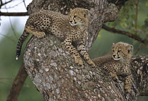 Cheetah (Acinonyx jubatus) cubs, three months old, in tree, Phinda Game Reserve, South Africa
