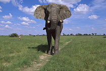 African Elephant (Loxodonta africana) bull threat displaying, Chobe National Park, Botswana
