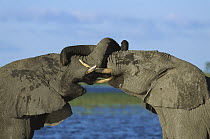 African Elephant (Loxodonta africana) bulls fighting, Chobe National Park, Botswana