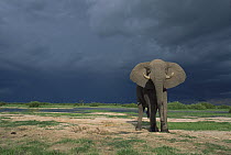 African Elephant (Loxodonta africana) bull with thunderstorm in the background, Moremi Game Reserve, Botswana