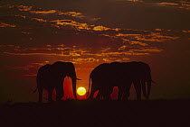 African Elephant (Loxodonta africana) bulls at sunset, Chobe National Park, Botswana