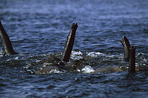 African Elephant (Loxodonta africana) group using trunks as snorkels while swimming across the Chobe River, Chobe National Park, Botswana
