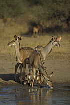 Greater Kudu (Tragelaphus strepsiceros) group at waterhole to drink, Kruger National Park, South Africa